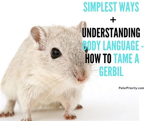 Simplest Ways Understand Body Language How To Tame A Gerbil