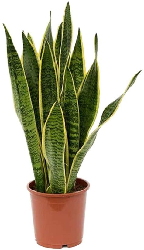 Snake Plant Care How To Grow Maintain Sansevieria