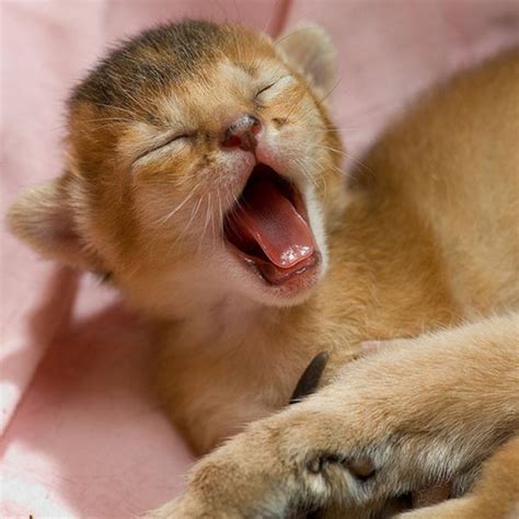 Kittens Yawning (20 pics)