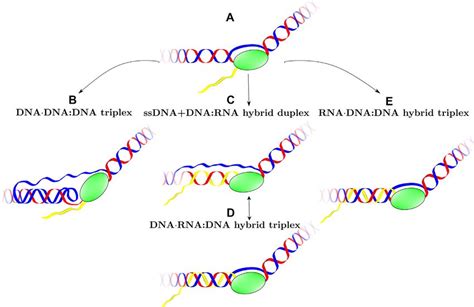 Atypical Structures Of Gaa Ttc Trinucleotide Repeats Underlying