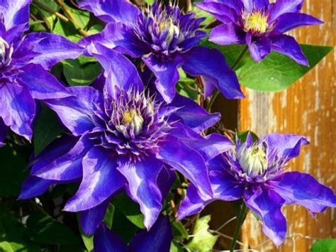 57 Pretty Blue Flowers With Names And Pictures Florgeous