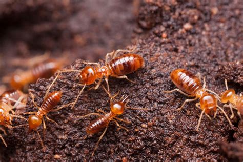 How Much Does Termite Treatment Cost? (2023)