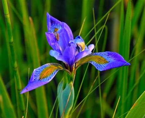 It’s time to celebrate irises, summer solstice – Chicago Tribune