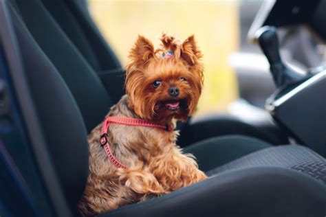 Cómo llevar al perro correctamente en el coche