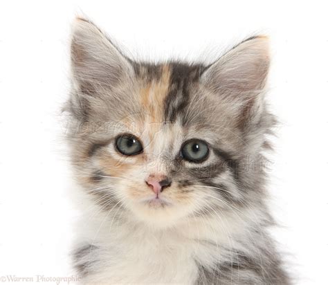 Maine Coon Cross Kitten 7 Weeks Old Photo Wp21482