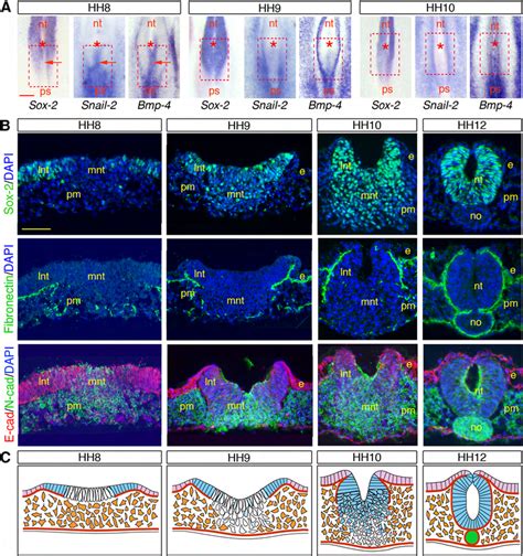 Molecular And Cellular Characterization Of The Cell Populations In The