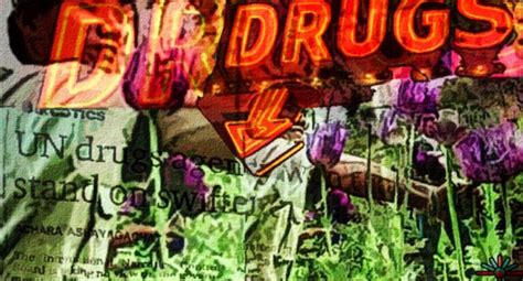 Drogas Alucinógenas ¿qué Hacen En El Cerebro La Marihuana El Lsd Y