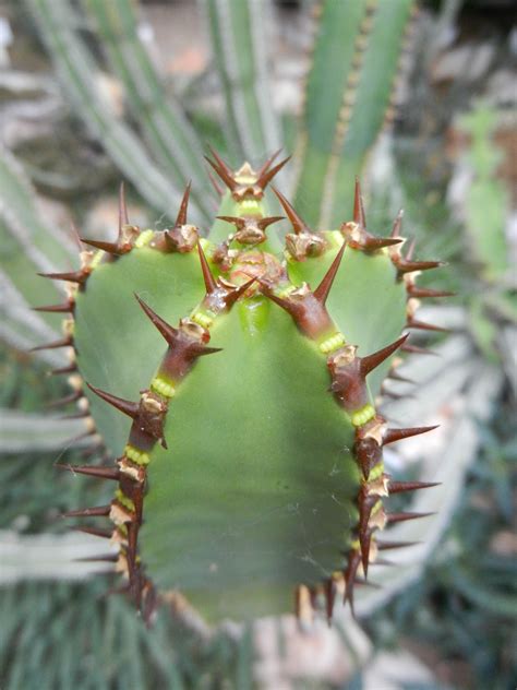 Fotos Gratis Rbol Naturaleza Cactus Hoja Flor Paso Verde