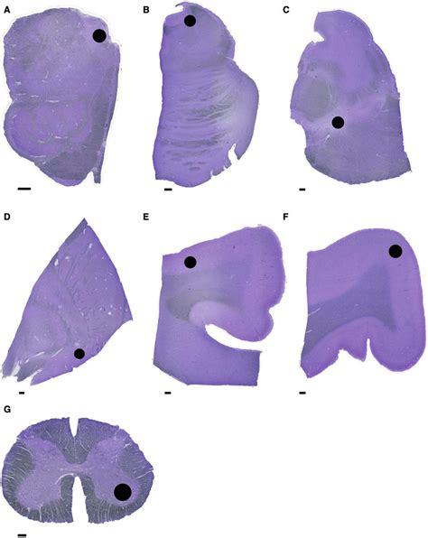 Anatomical Regions Examined Sections Stained With Cresyl Violet