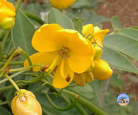 Smooth Senna Arsenic Bush Senna Septemtrionalis Is A Nemba Cat B