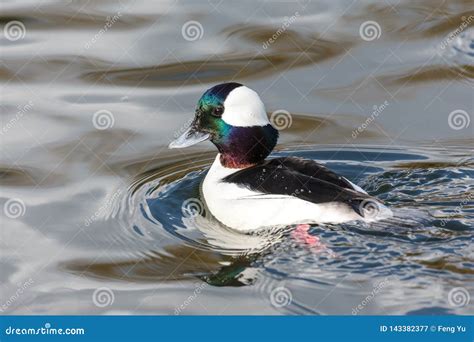 Male Bufflehead duck stock image. Image of vancouver - 143382377