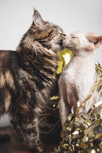 Maine Coon haaren Tipps für ein haarfreies Zuhause Maine Coon Katze