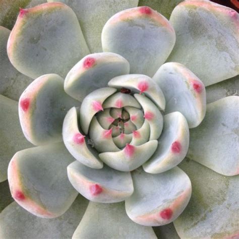 Echeveria Mixed Seeds - Sunnyplants.com