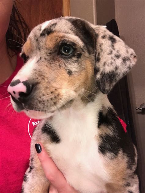 Pin On Zm Louisiana Catahoulas Catahoula Leopard Dog Louisiana