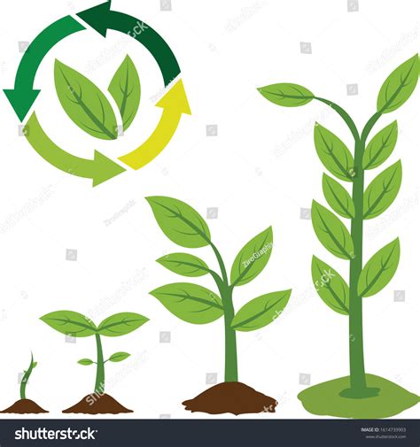 Set Plant Cycle Growth Vector Illustration Stock Vector (Royalty Free ...