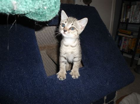 Pet Euthanasia Cost Cat - Pet Spare