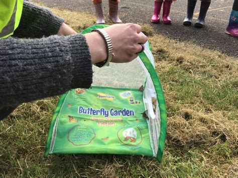 Grateley Primary School Our Butterflies