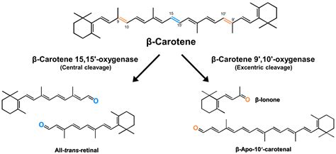 Beta Carotene Structure