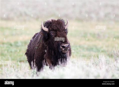 American Plains Bison, Bison bison, Bison, Yellowstone Nationalpark ...