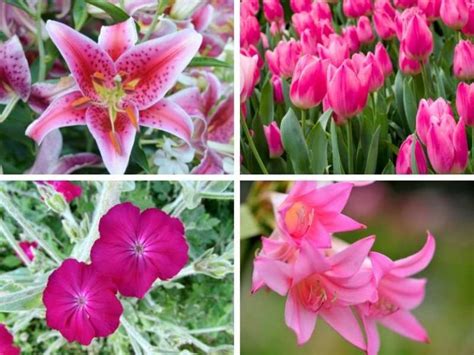 Pink Perennial Flowers For A Vibrant Garden