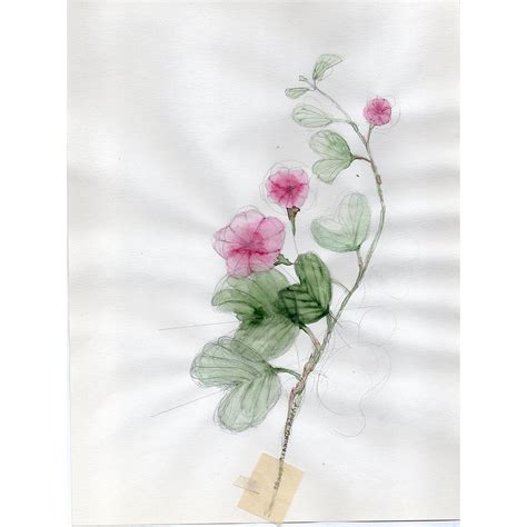 Morning Glory Watercolor