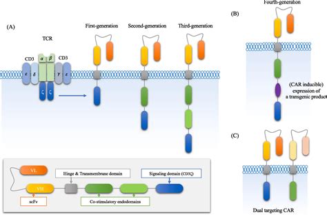 Chimeric Antigen Receptor T CAR T Cell Immunotherapy For Sarcomas