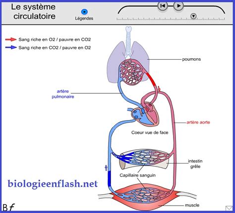 Chapitre 5 La Circulation Sanguine ça Bouge En Svt