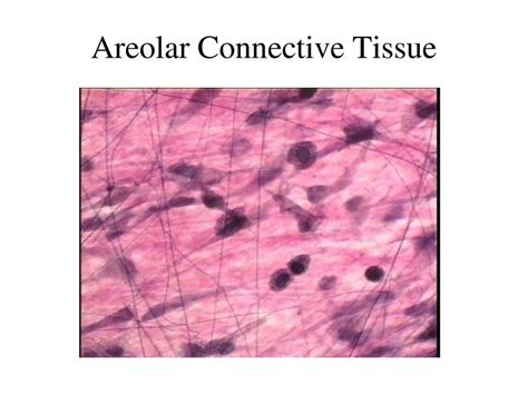 Areolar Connective Tissue Ppt Download