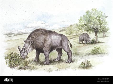 Palaeozoology - Oligocene period - Extinct mammals - Brontotheriids - Brontotherium - Art work ...