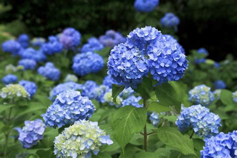 These Are The Best Blue Flowers For Adding The Spectacular And Rare