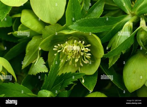 Helleborus Odorus Green Flower Hellebores Helleborus Odorus Stock