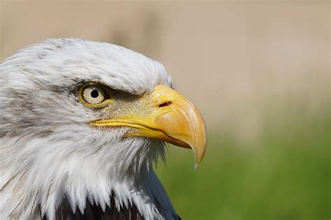 Купить Орла Птицу Живую Дрессированную - 47 фото