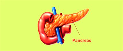 Pancreas Gland Function