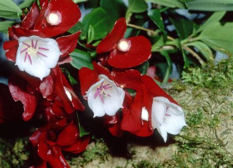 Tagimaucia (Medinilla waterhousei) - NatureFiji-MareqetiViti