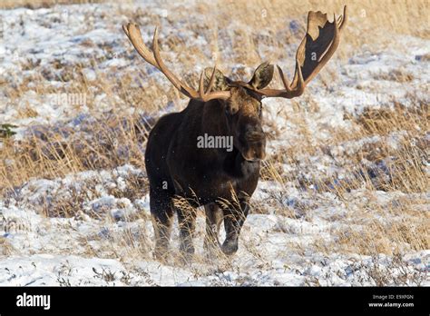 Alaskan Bull Moose Stock Photo Alamy