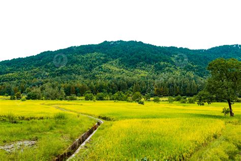 Idyllic View Of Rice Field Harvest, Fall, Bumper Harvest, Rice PNG Transparent Image and Clipart ...