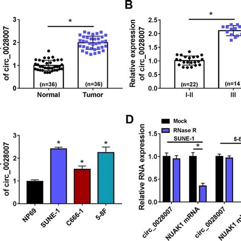 Expression Of Circ 0028007 In NPC Tissues And Cells A The Expression