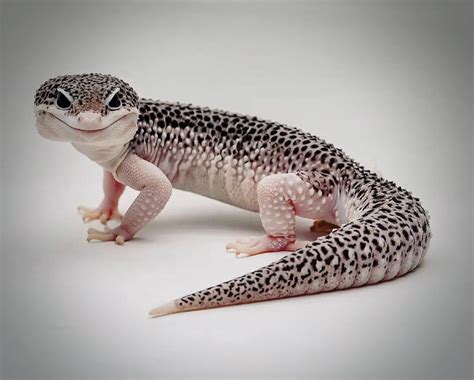 This Happy And Cute Leopard Gecko Aka Eublepharis Macularius Scrolller