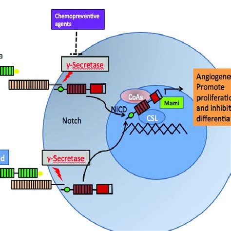 Regulation Of Wntβ Catenin Pathway Download Scientific Diagram