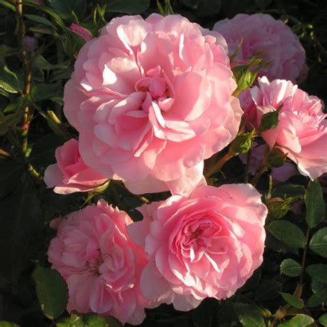 Roundelay Shrub Rose Quality Roses Direct From Grower