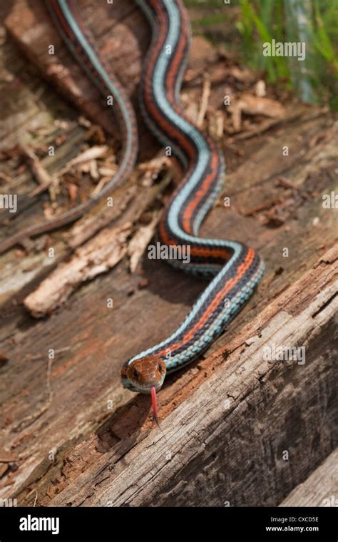 San Francisco Garter Snake Thamnophis Sirtalis Tetrataenia Rare