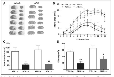 Figure 3 From Neuroprotective Properties Of A Macrolide Antibiotic In A