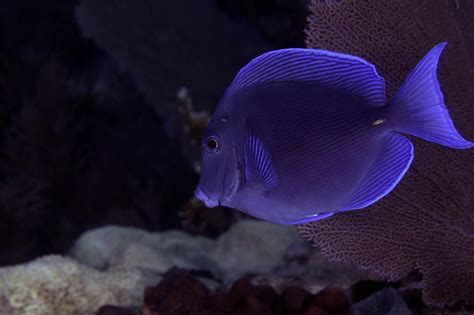 Scuba Diving in Looe Key Reef & HMS Looe, USA - Dive Site - Divebooker.com