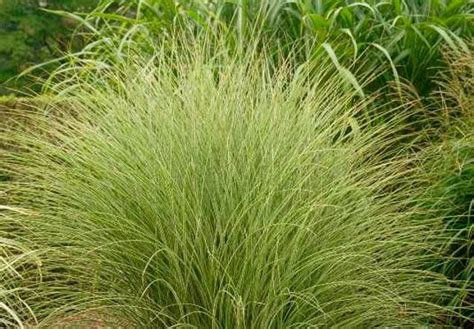 Miscanthus Sinensis Morning Light Chinese Silver Grass