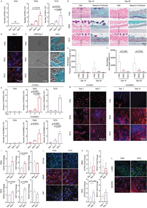 In Vitro And In Vivo Evaluation Of The Biocompatibility Of Te‐pgs