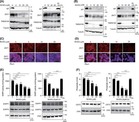 Zinc and manganese homeostasis closely interact in mammalian cells ... 