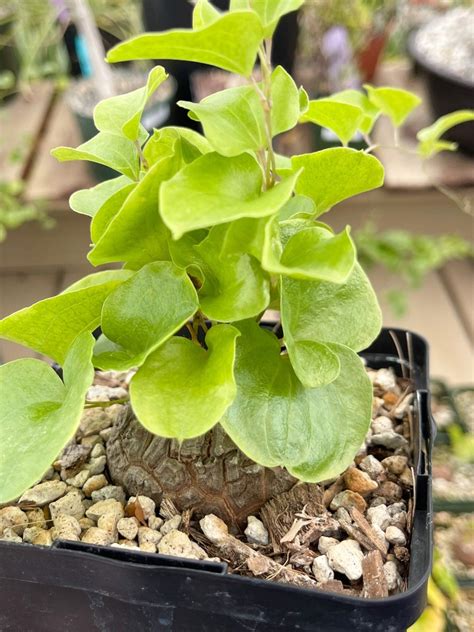 4 Pot Dioscorea Elephantipes Live Plant Etsy