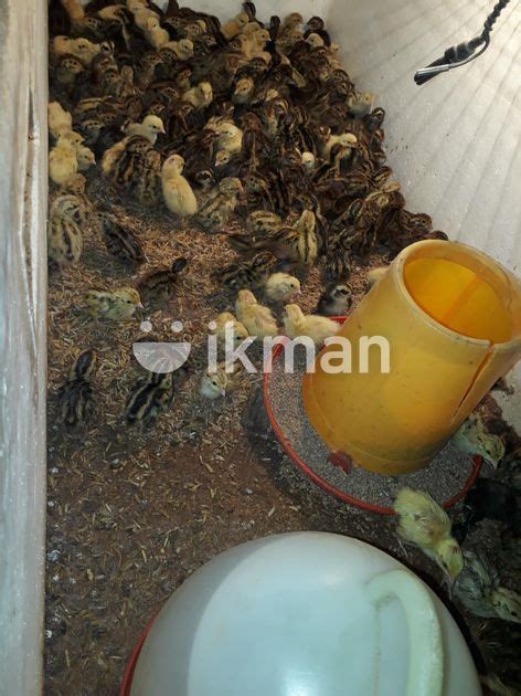 Quail Chicks For Sale In Matara City Ikman