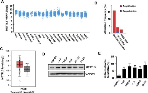 Figure 1 From Rna M6a Methyltransferase Mettl3 Promotes The Growth Of Prostate Cancer By