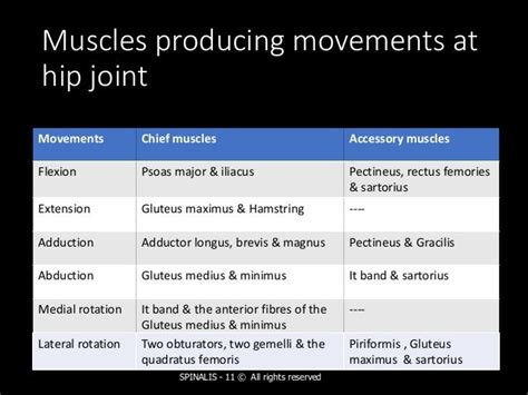 Hip Joint Anatomy